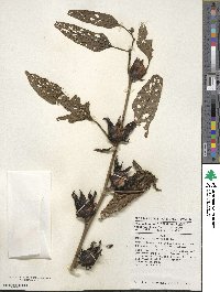 Hibiscus sabdariffa image