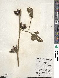 Hibiscus sabdariffa image