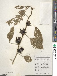 Hibiscus sabdariffa image