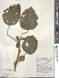 Hibiscus sabdariffa image