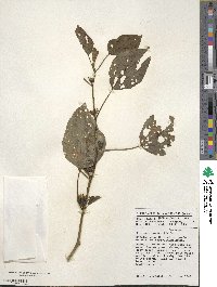 Hibiscus sabdariffa image