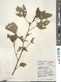 Hibiscus sabdariffa image