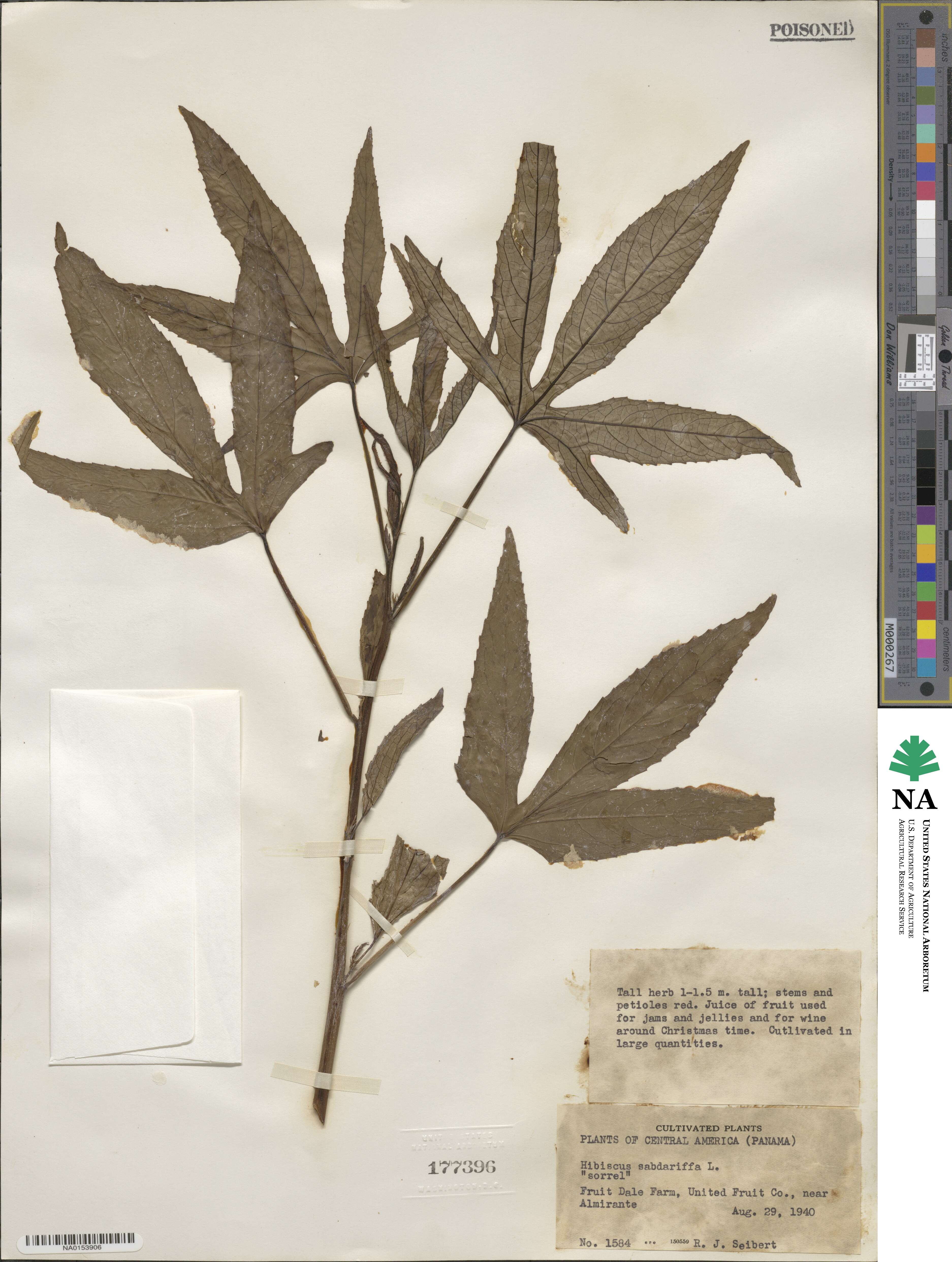 Hibiscus sabdariffa image