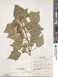 Hibiscus sinosyriacus image