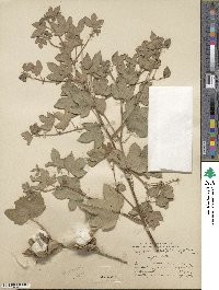 Gossypium herbaceum subsp. herbaceum image