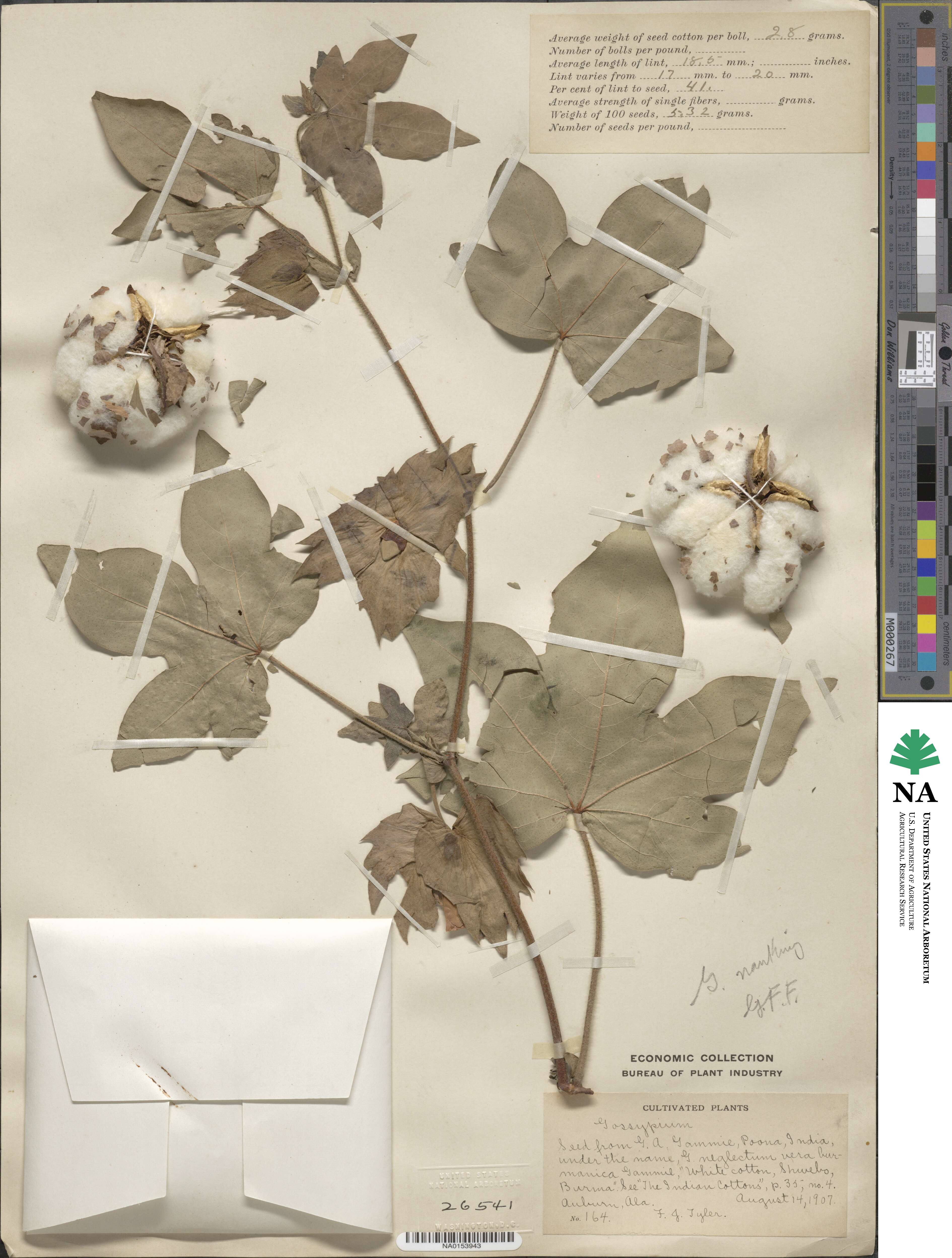 Gossypium herbaceum image