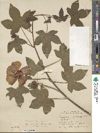 Gossypium herbaceum subsp. herbaceum image