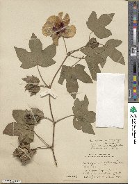 Gossypium herbaceum subsp. herbaceum image