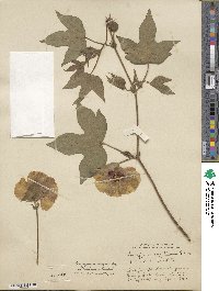 Gossypium herbaceum subsp. herbaceum image