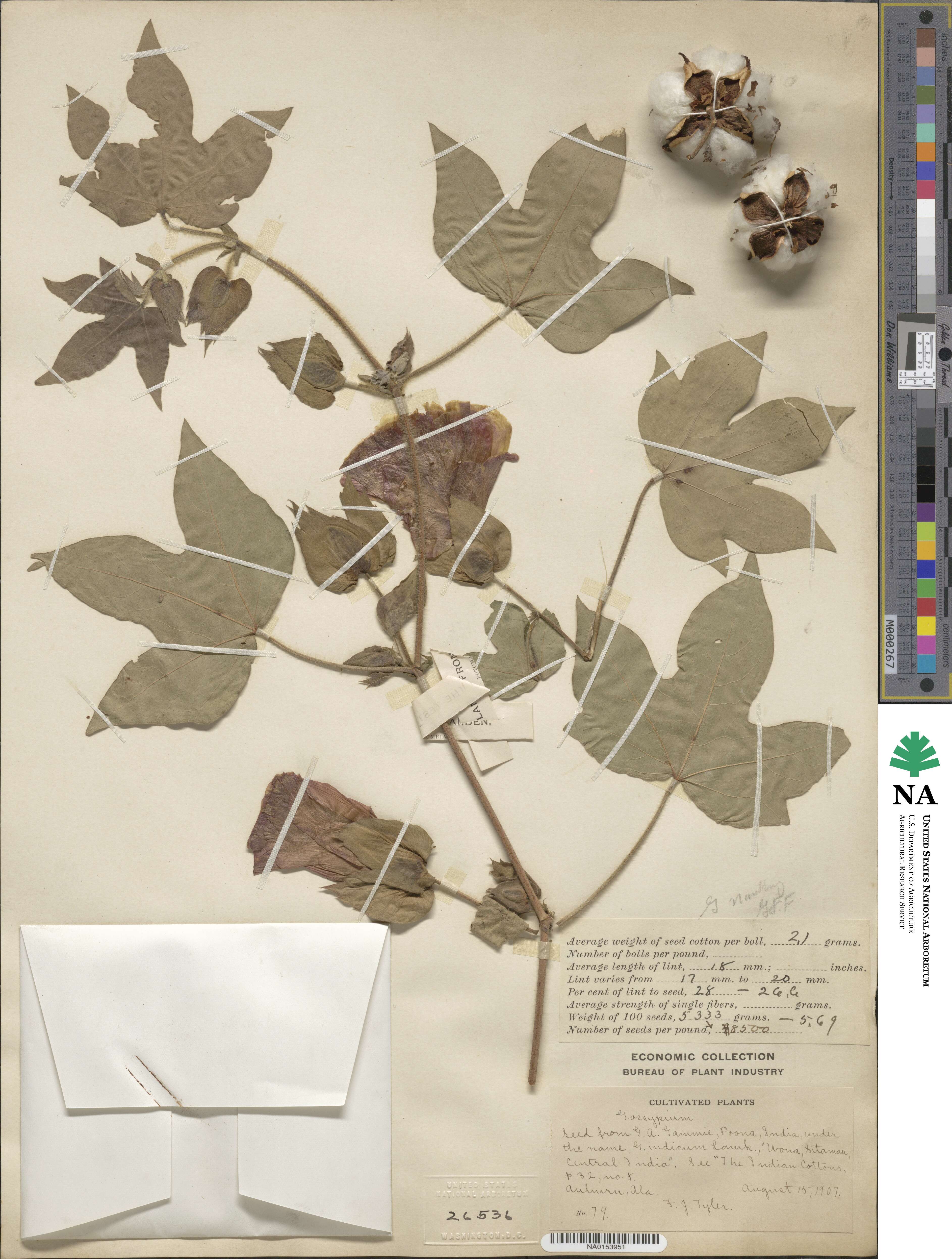 Gossypium herbaceum subsp. herbaceum image