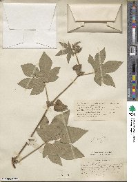 Gossypium herbaceum subsp. herbaceum image