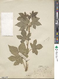 Gossypium herbaceum subsp. herbaceum image