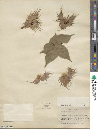 Image Associated With the Occurence