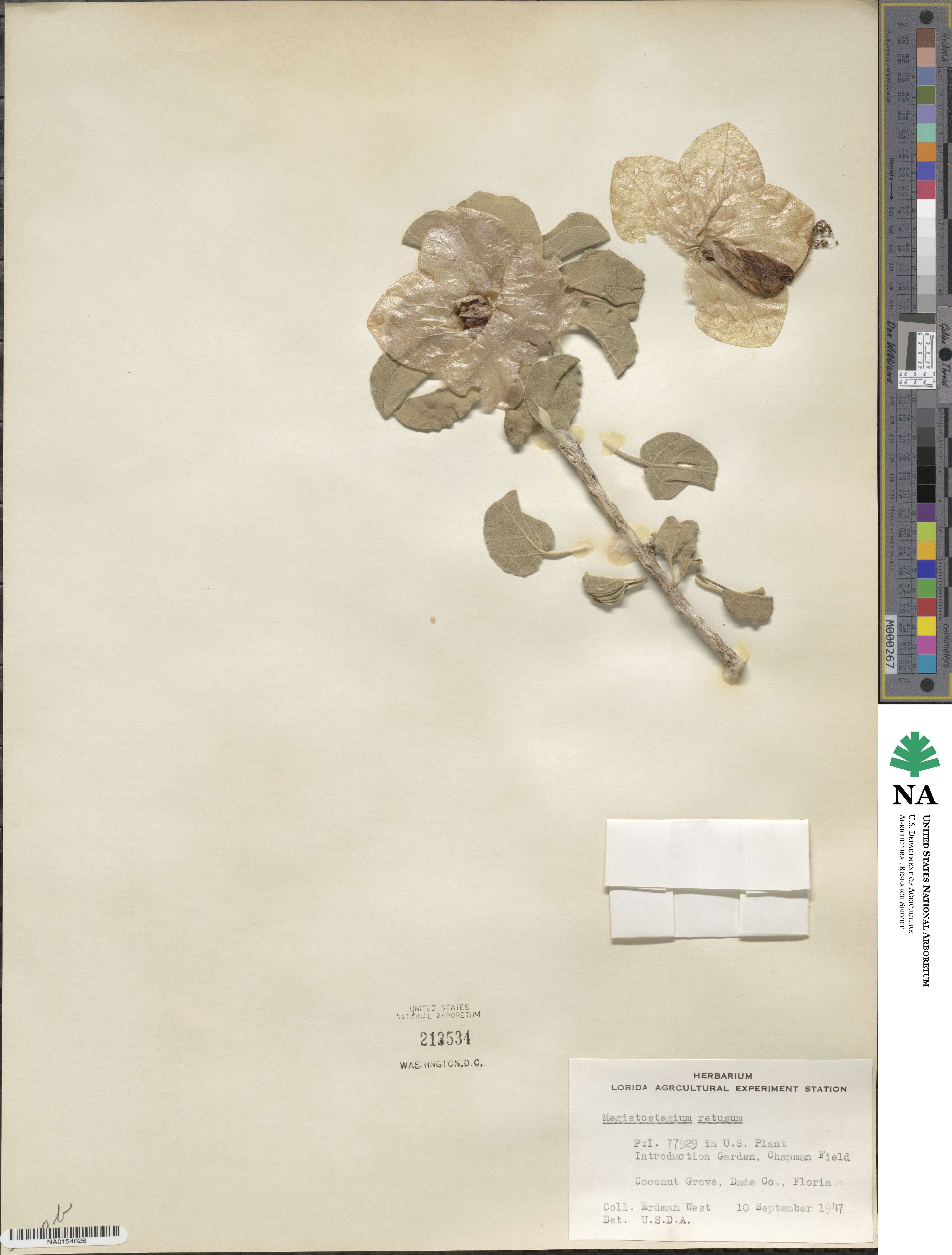 Megistostegium image