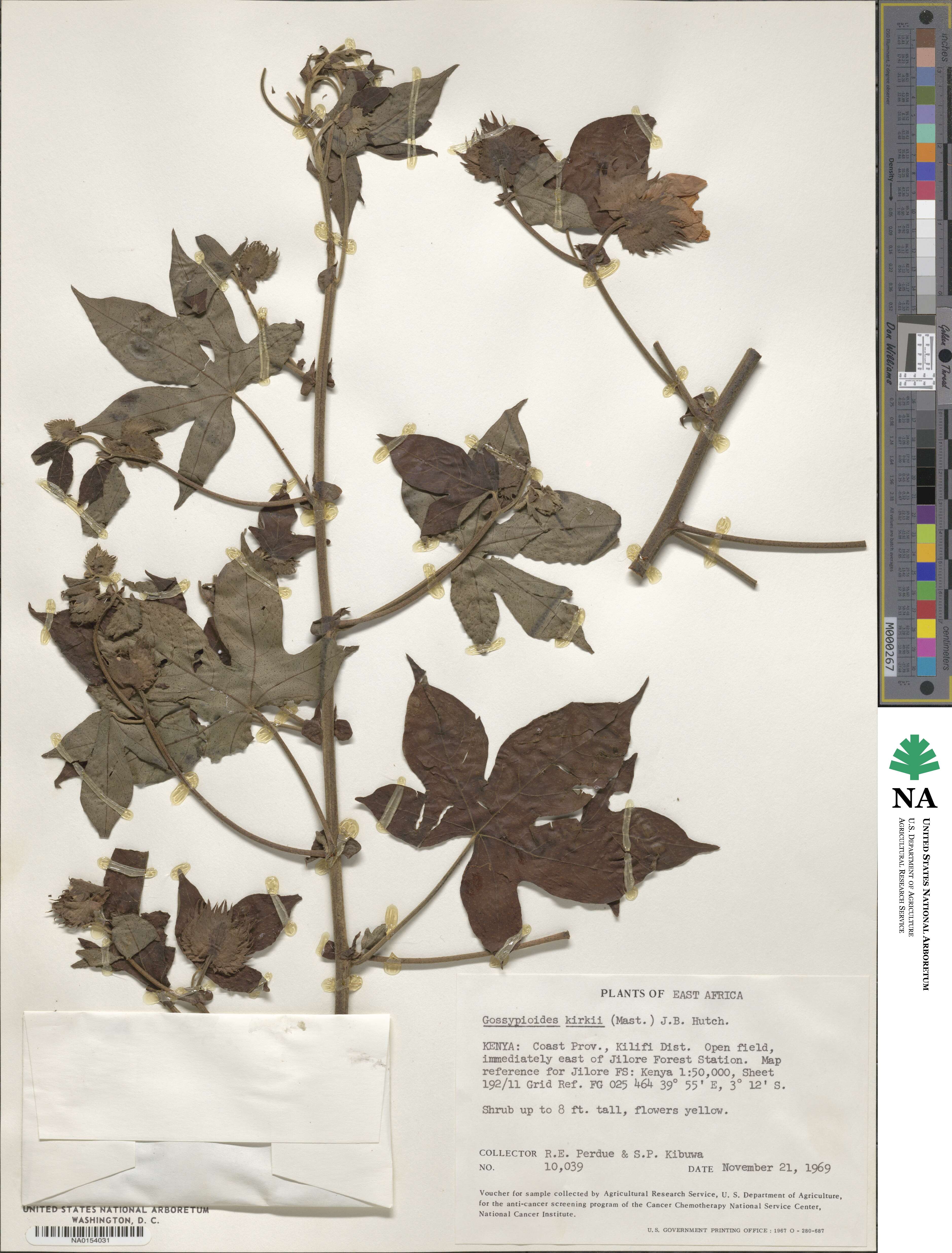 Gossypioides kirkii image