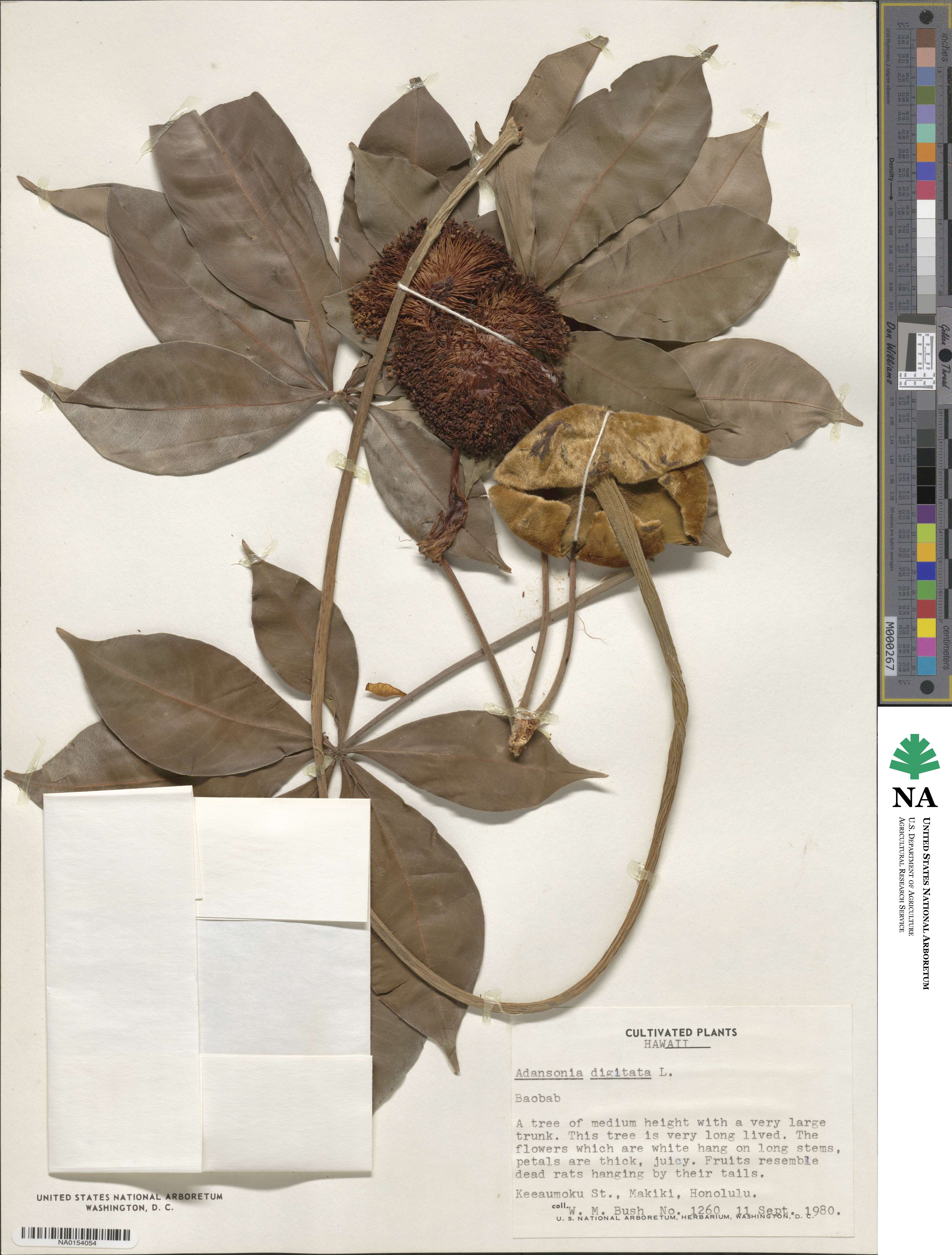Adansonia image