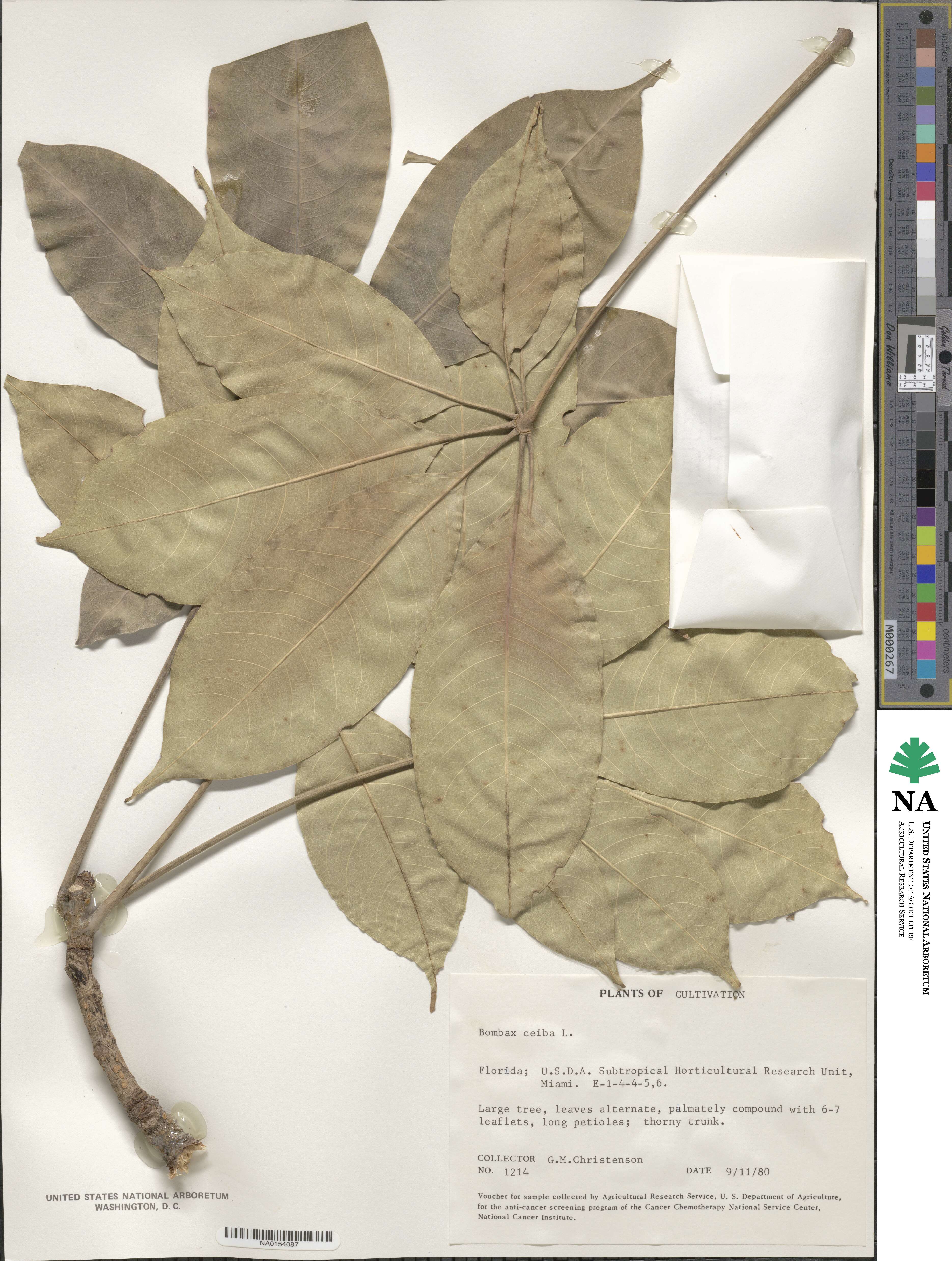 Bombacoideae image