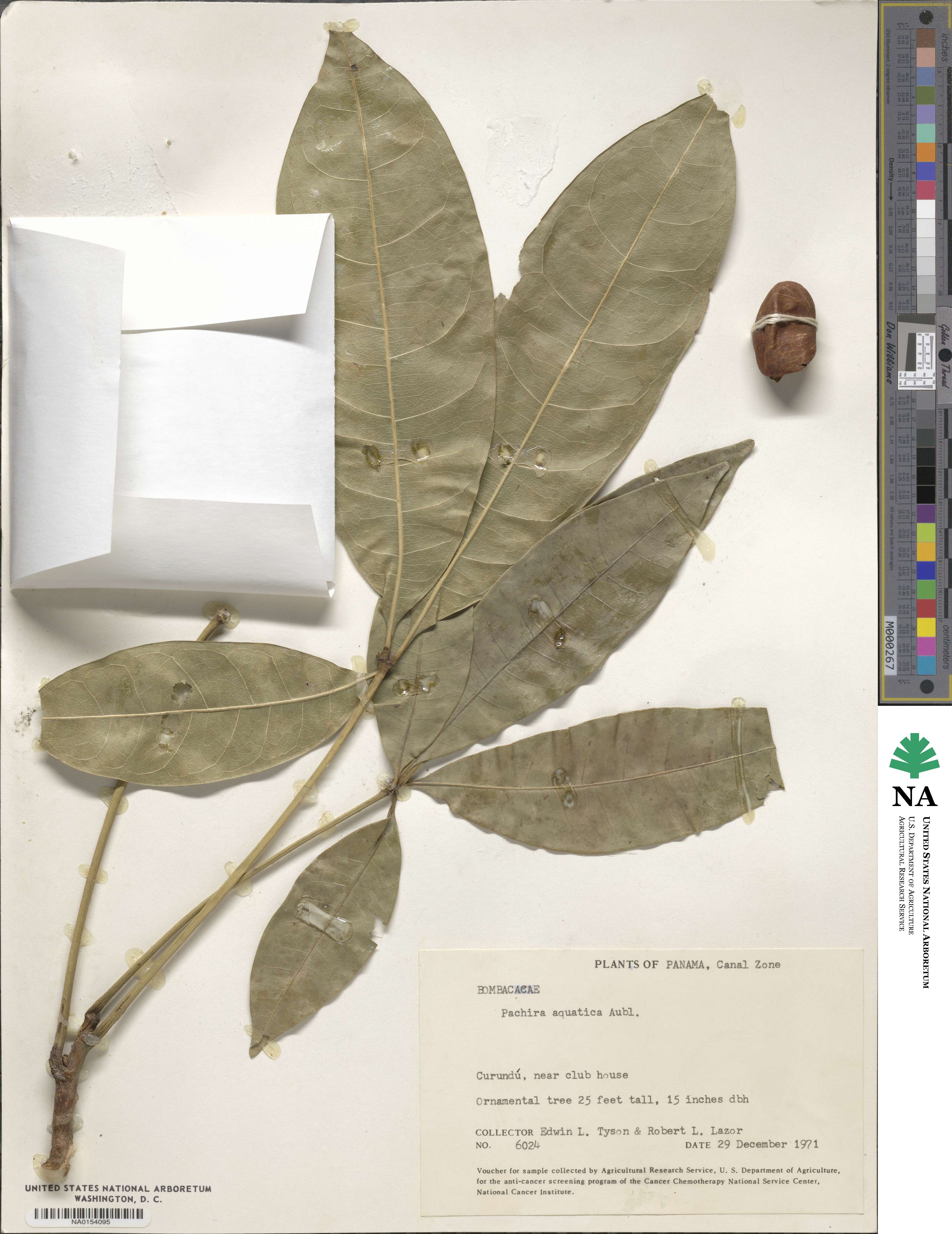 Pachira aquatica image