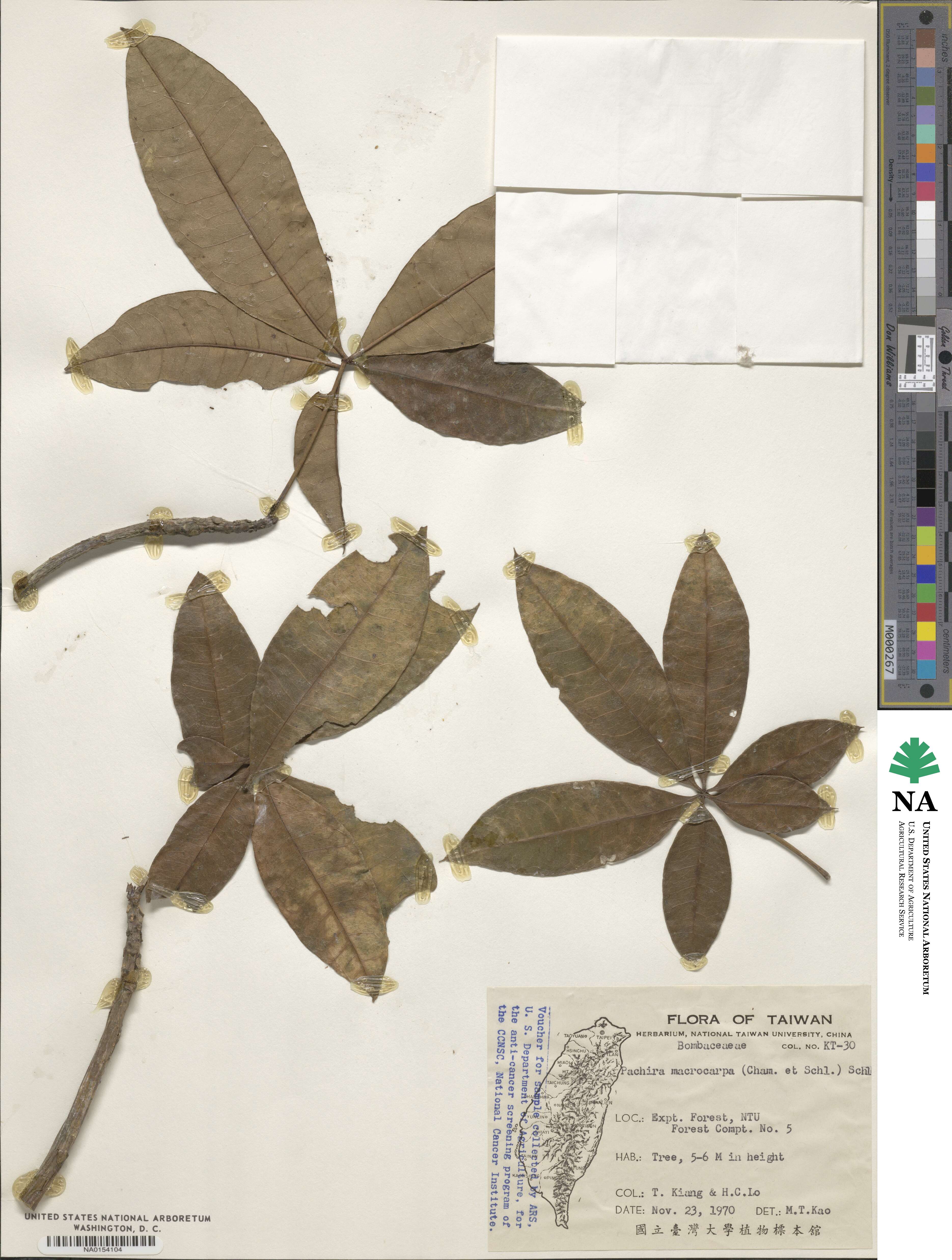 Pachira aquatica image