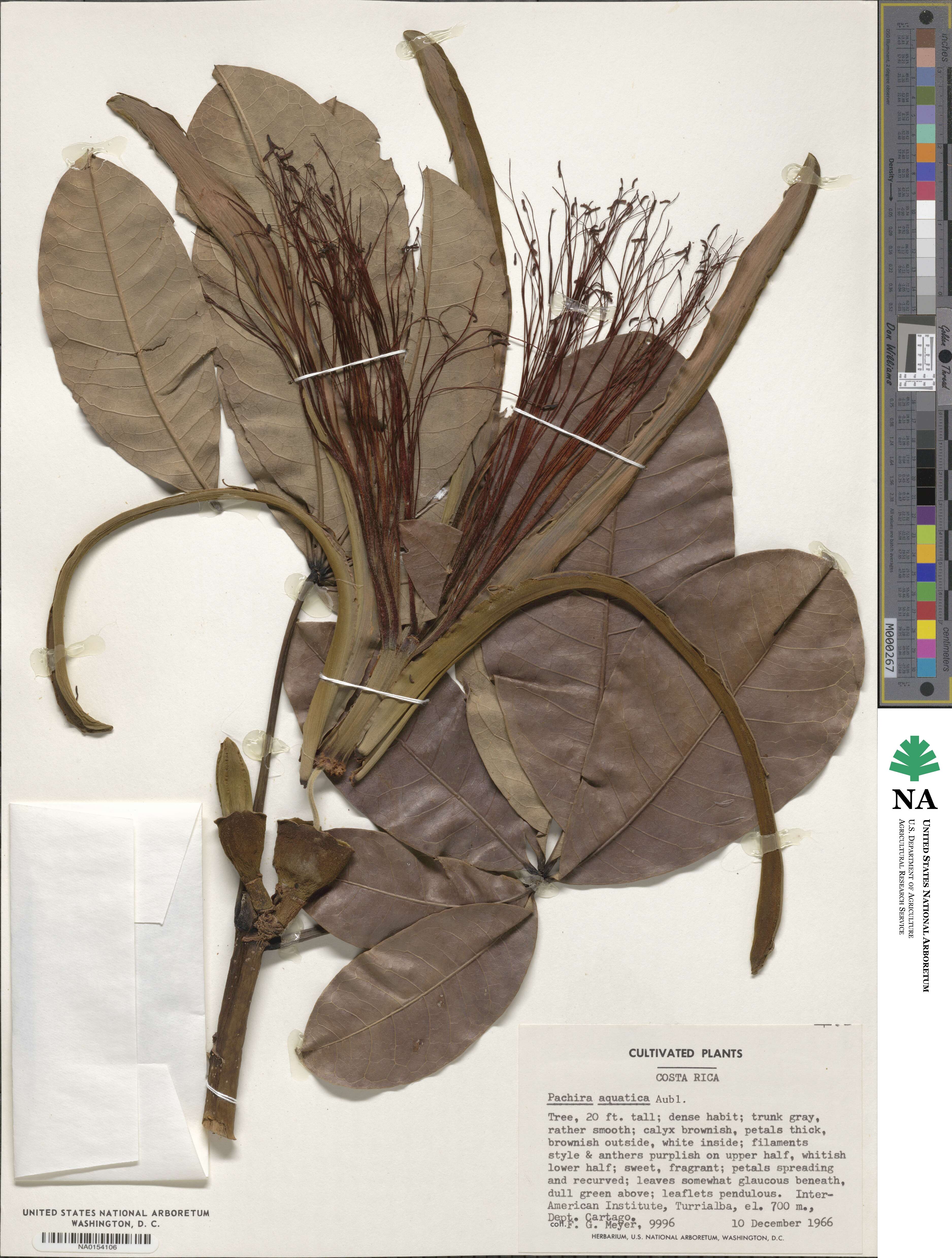 Pachira aquatica image