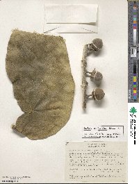 Matisia oblongifolia image