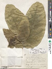 Matisia oblongifolia image