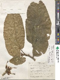 Matisia oblongifolia image