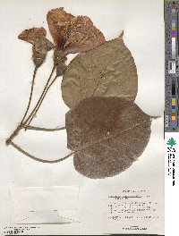 Thespesia grandiflora image