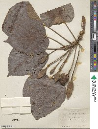 Thespesia grandiflora image