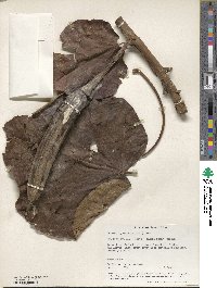 Ochroma pyramidale image