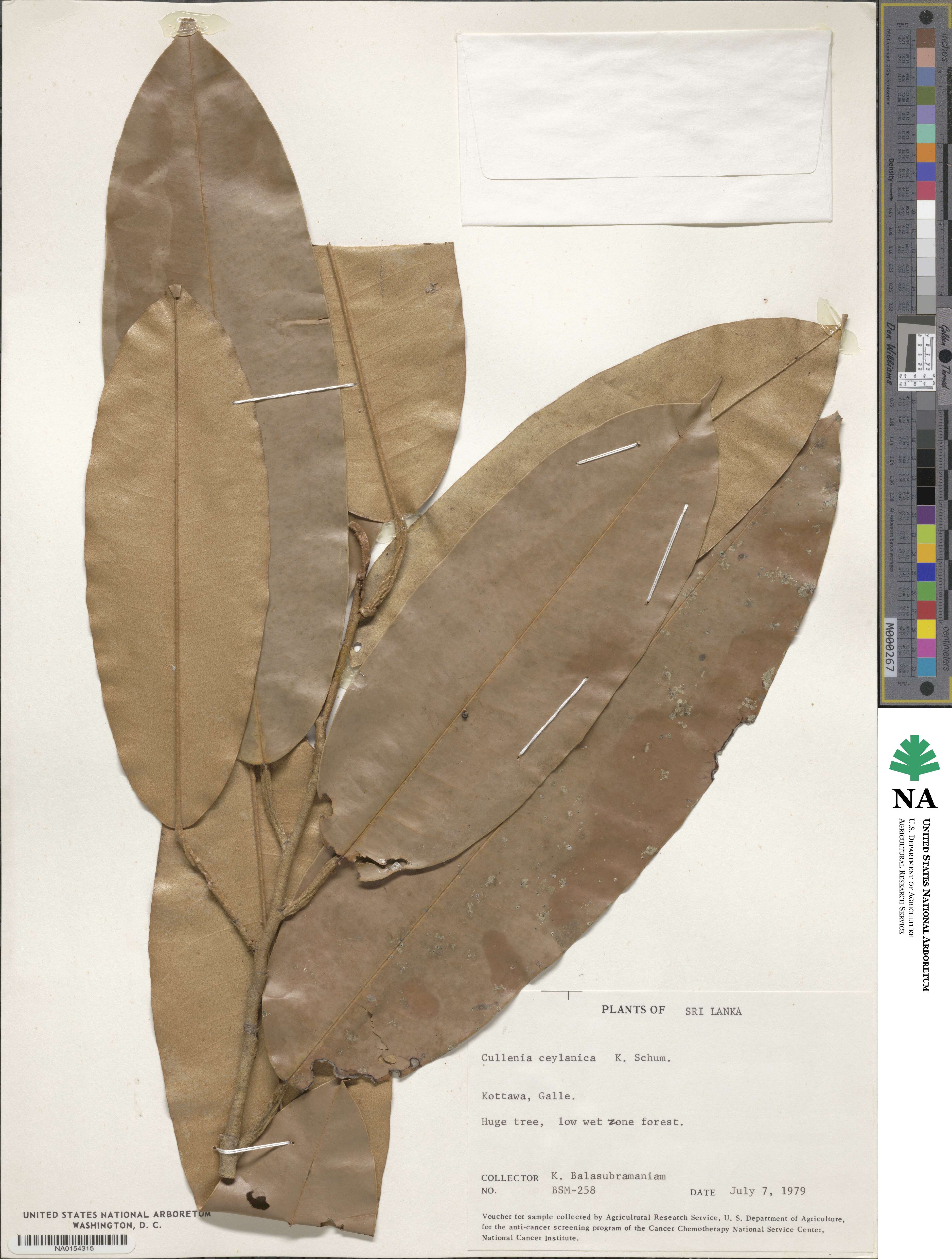 Cullenia image