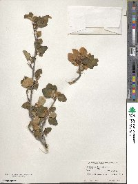 Fremontodendron californicum image