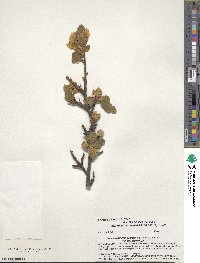 Fremontodendron californicum image