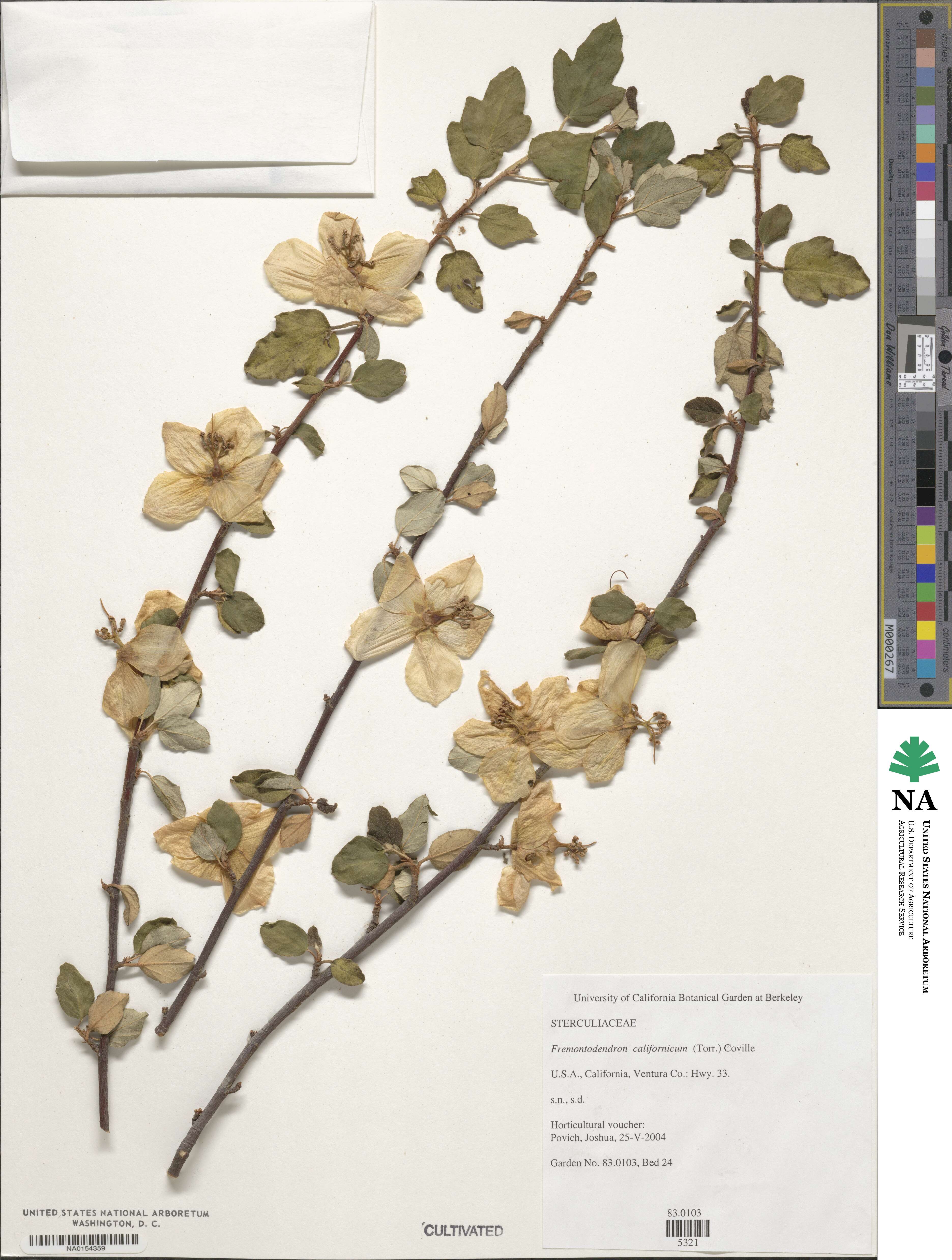 Fremontodendron californicum image