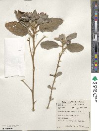 Image of Melhania forbesii