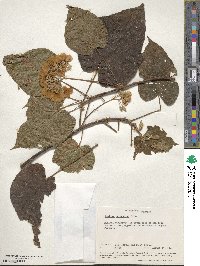 Dombeya burgessiae image