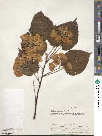 Dombeya burgessiae image