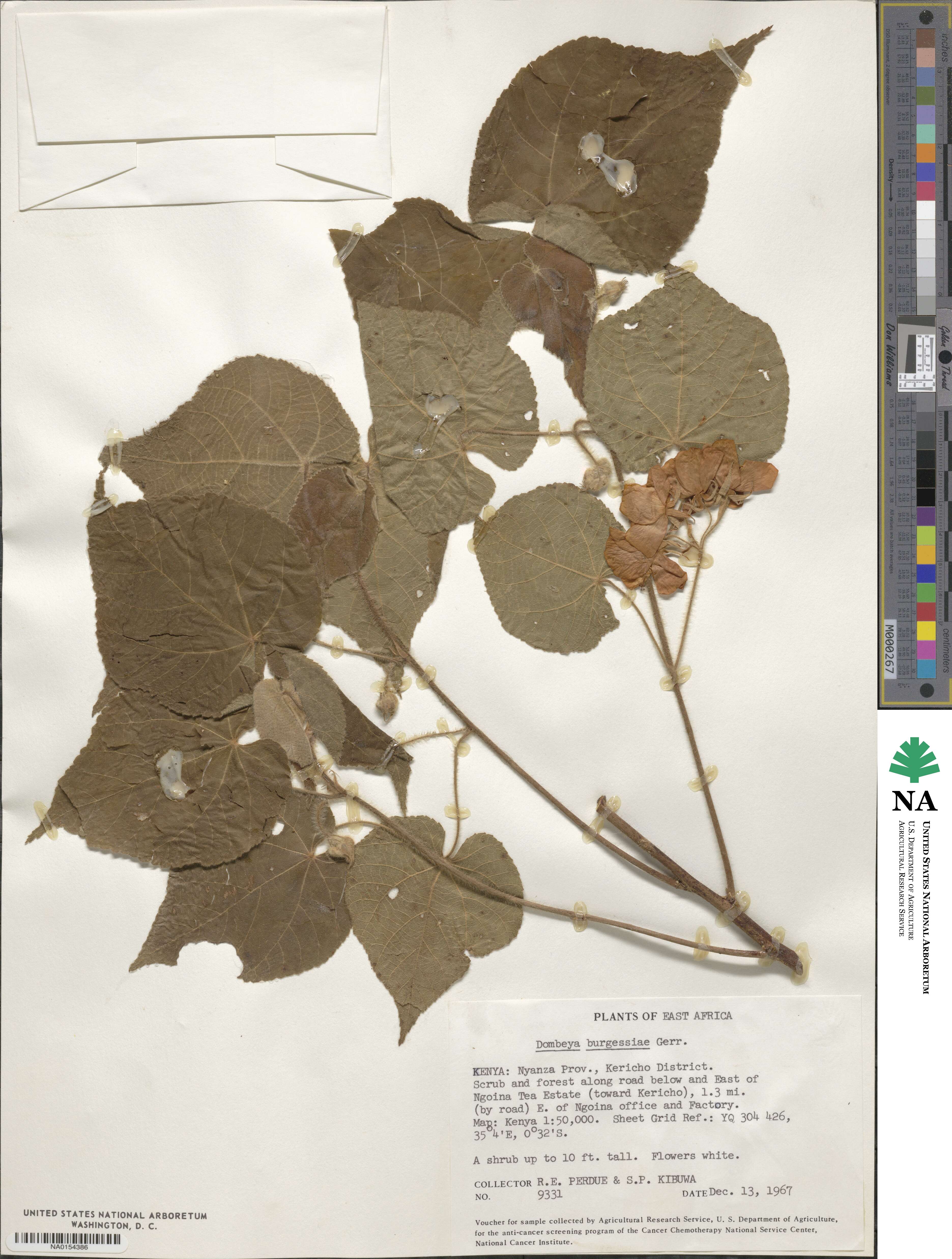 Dombeya burgessiae image