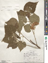 Dombeya burgessiae image