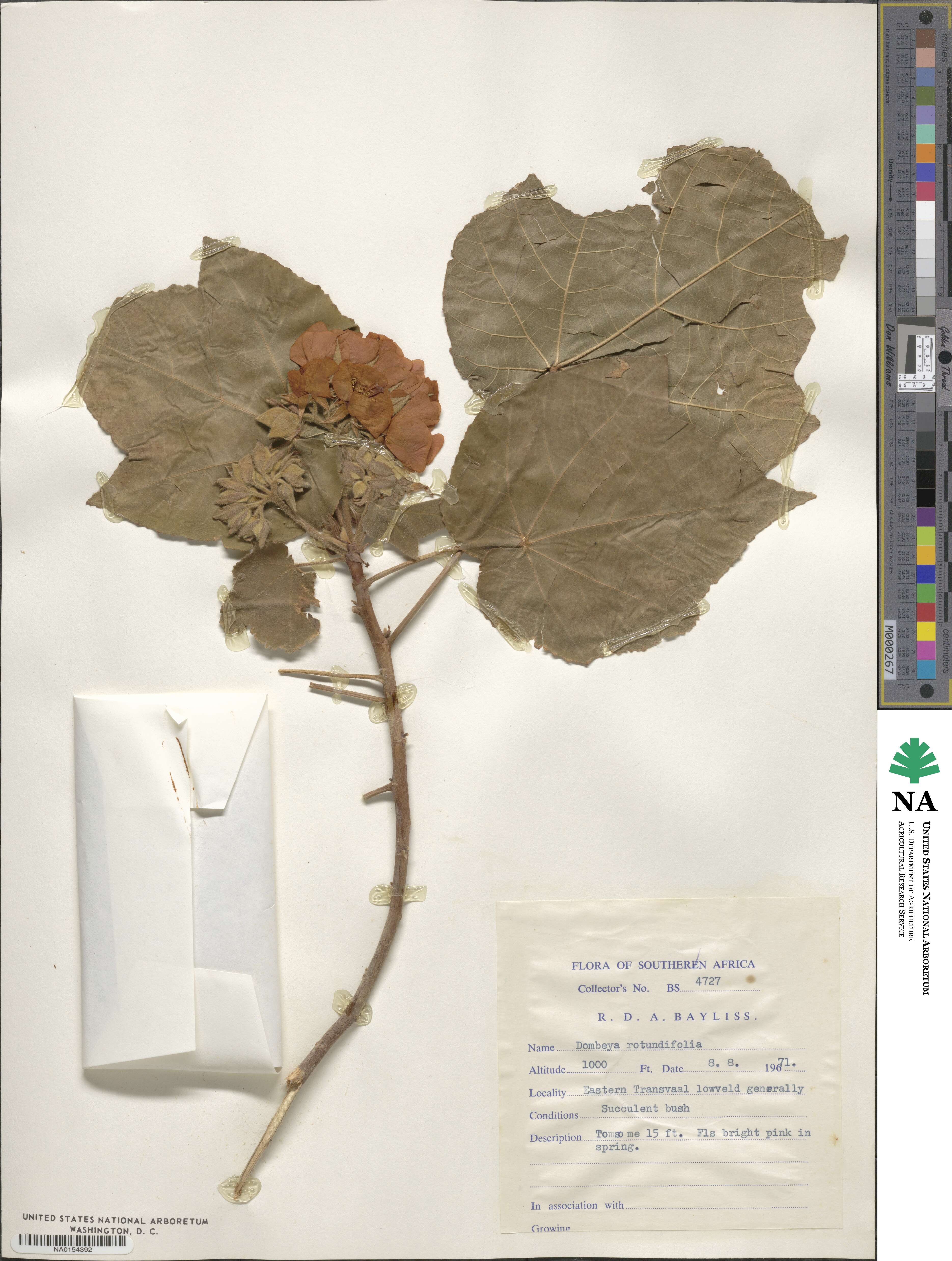 Dombeya rotundifolia image