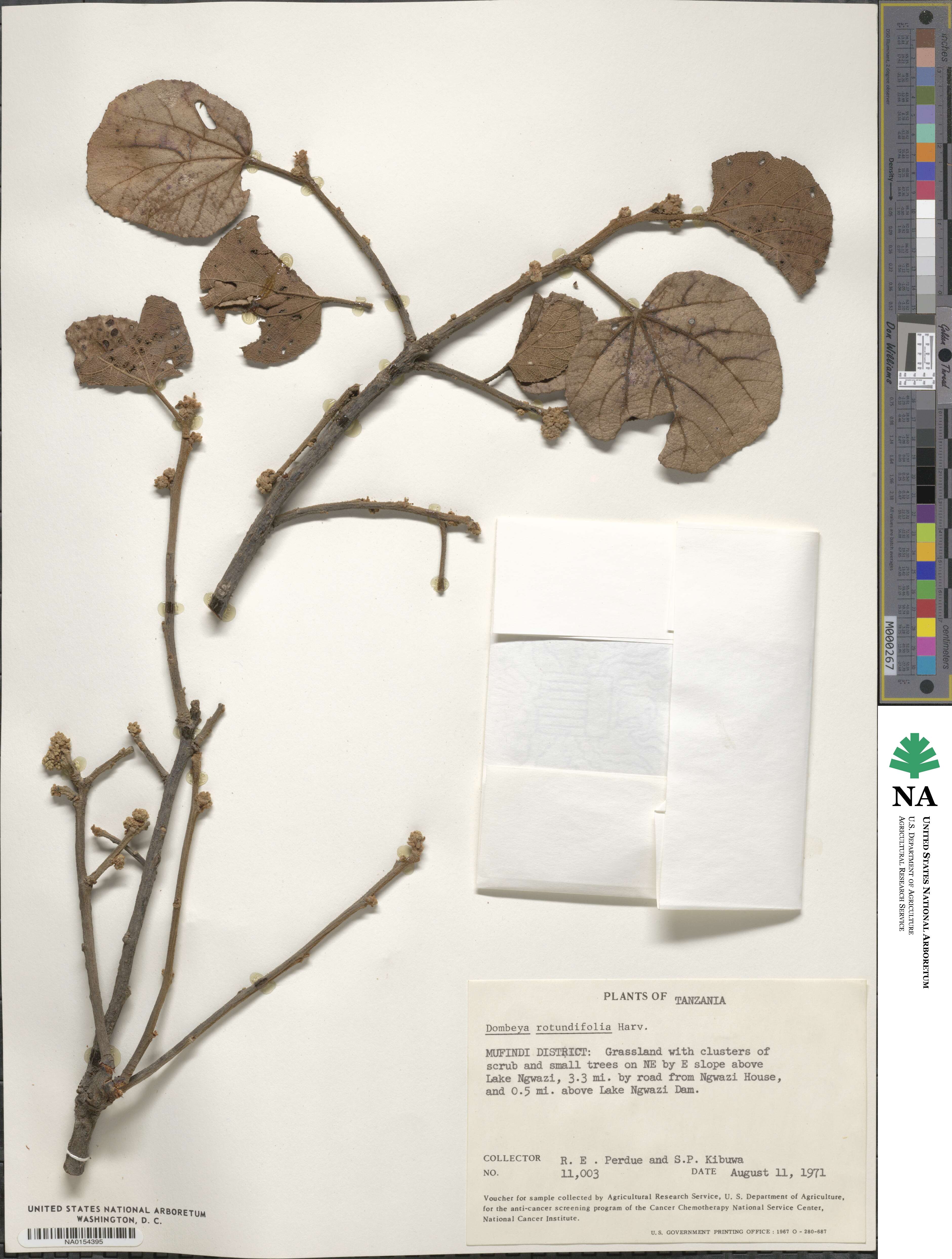 Dombeya rotundifolia image