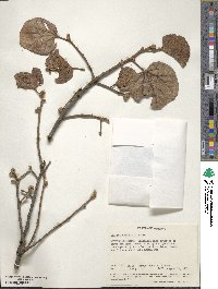 Dombeya rotundifolia image