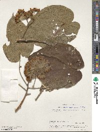 Dombeya torrida subsp. torrida image