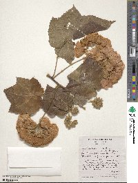 Dombeya burgessiae image