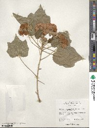 Dombeya burgessiae image