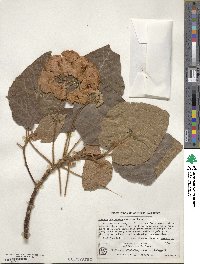 Dombeya burgessiae image