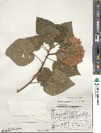 Dombeya burgessiae image