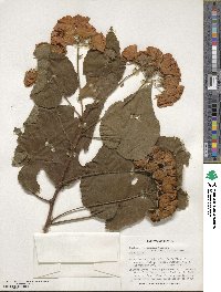 Dombeya burgessiae image