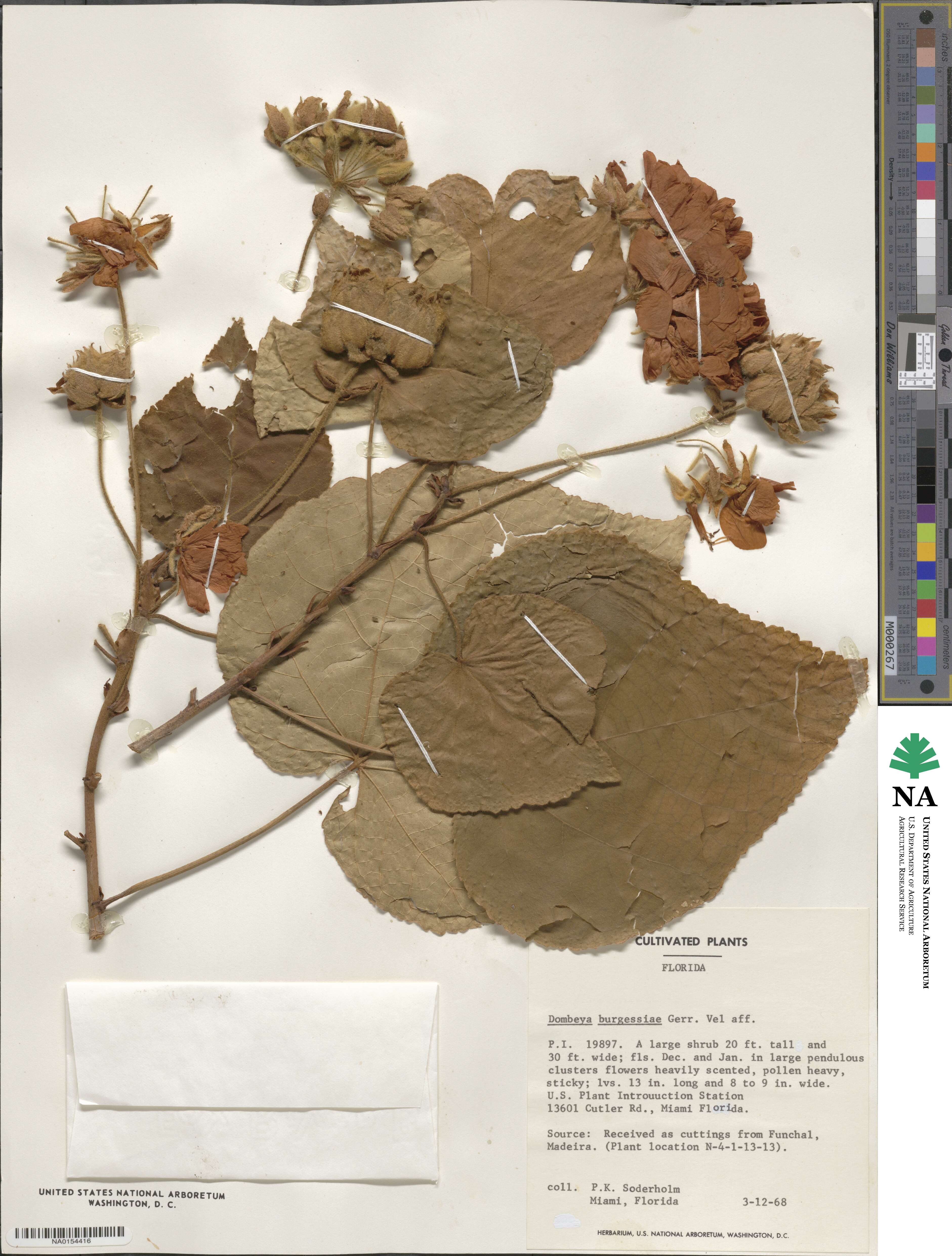 Dombeya burgessiae image