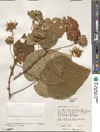 Dombeya burgessiae image